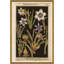 Botanicals Giclee Print by Robert John Thornton