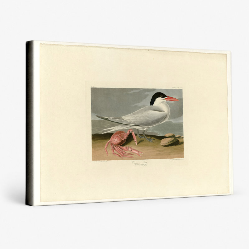 Cayenne Tern, Plate 273 - paysage, art mural sur toile, L 18 po x H 12 po