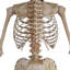 Figurine Skeletons Bones McNeely the Towering