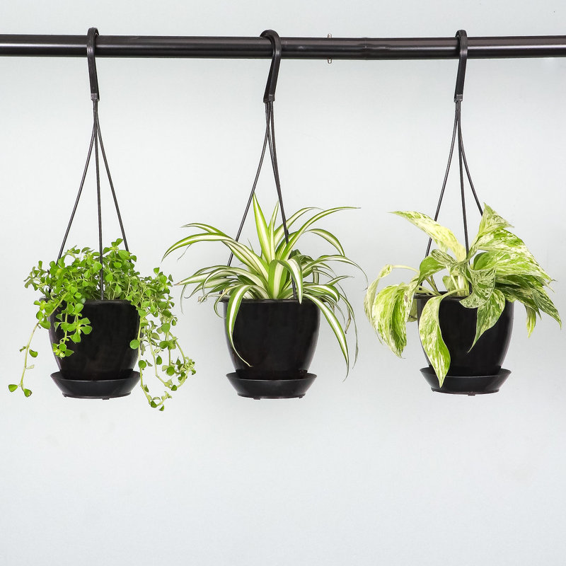 Live Spider Plant in Hanging Pot