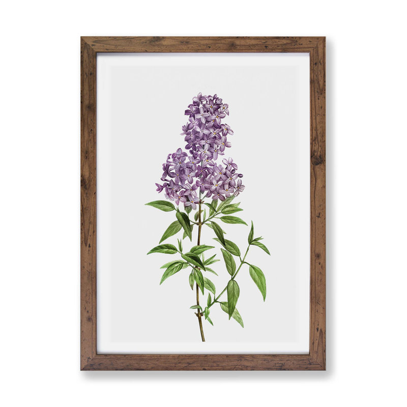 'Persian Lilac Flowers' by Pierre-Joseph Redoute - Picture Frame Painting Print on Paper, Walnut, 33cm H x 45cm W x 2cm D