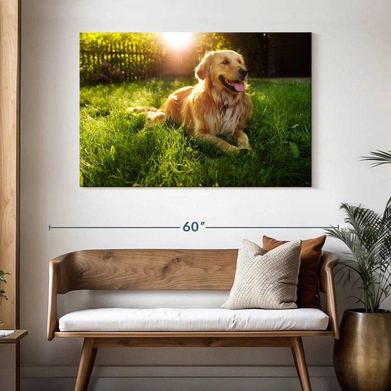 Golden retriever Brampt ensoleillé, H 32 po x l 48 po