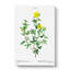 Yellow Buttercup Flowers by Pierre-Joseph Redoute - Wrapped Canvas-55319985