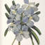 Uttermost Orchid Botanical Framed Prints Set/6