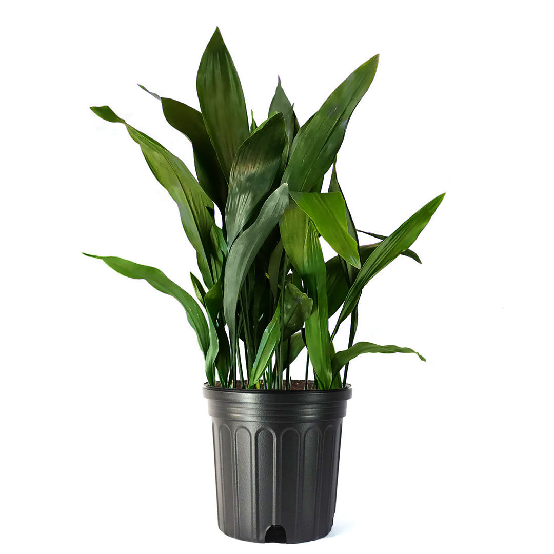 American Plant Exchange Cast Iron Plant, Large Live Houseplant, 10Inch