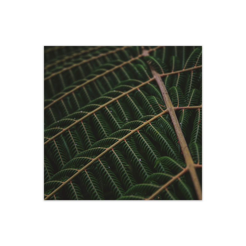 Fern 4 by Nur Mut - Single Picture Frame Print, 30 cm H x 30 cm W, No Framed