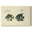Bloch poisson antique II - galerie Cavas enveloppé-120814125