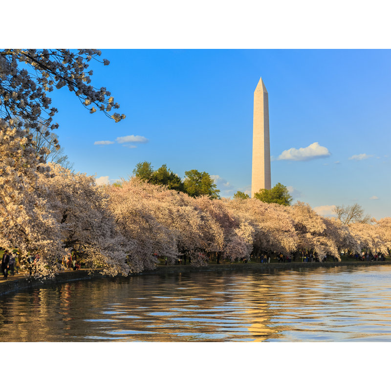 Washington Monument Above Cherry Blossoms Print by Steven Heap, Wrapped Canvas, 24" H x 32" W
