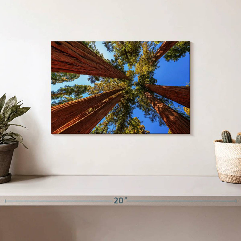 Harnek domine les arbres du parc Sequoia, H 8 po x l 12 po