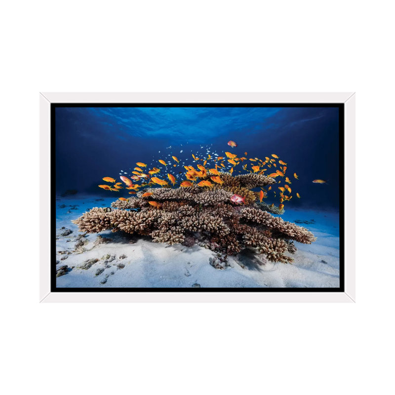 Marine Life by Barathieu Gabriel - Print, 40" H x 60" W x 1.5" D, White Framed Canvas, No Mat