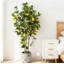 152cm Plant