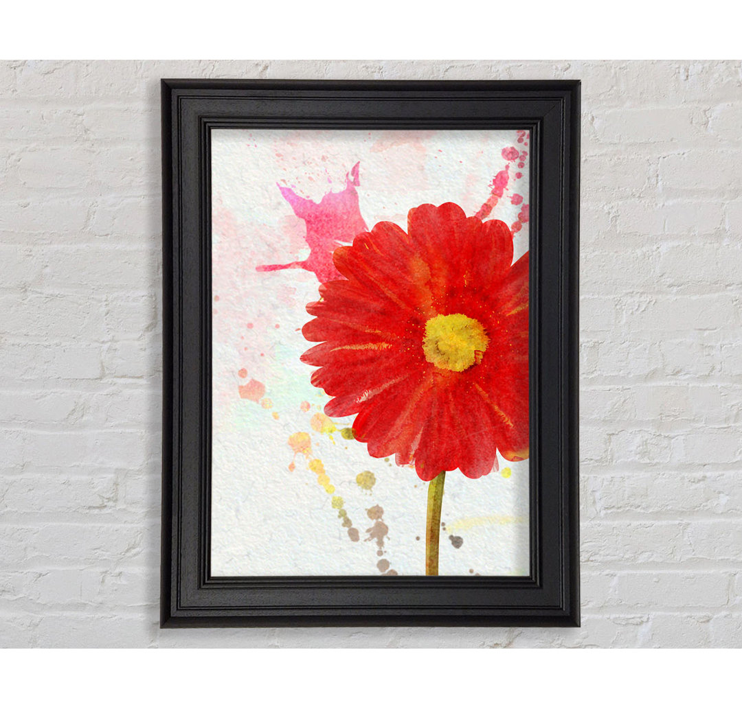 Gerbera Splash Gerahmter Druck