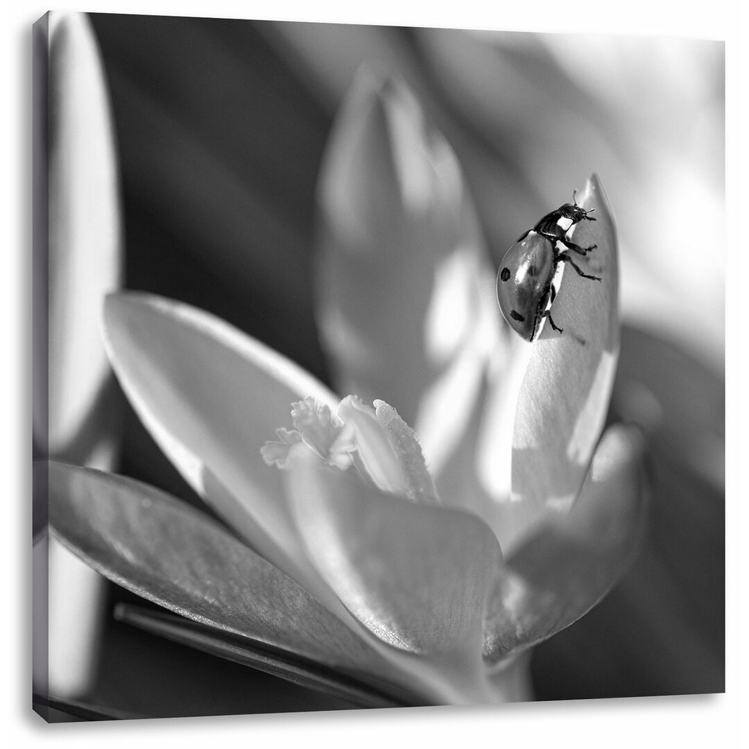 Leinwandbild Eine lilane Krokusblüte mit rotem Marienkäfer