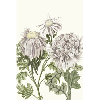Early Spring Chrysanthemums I