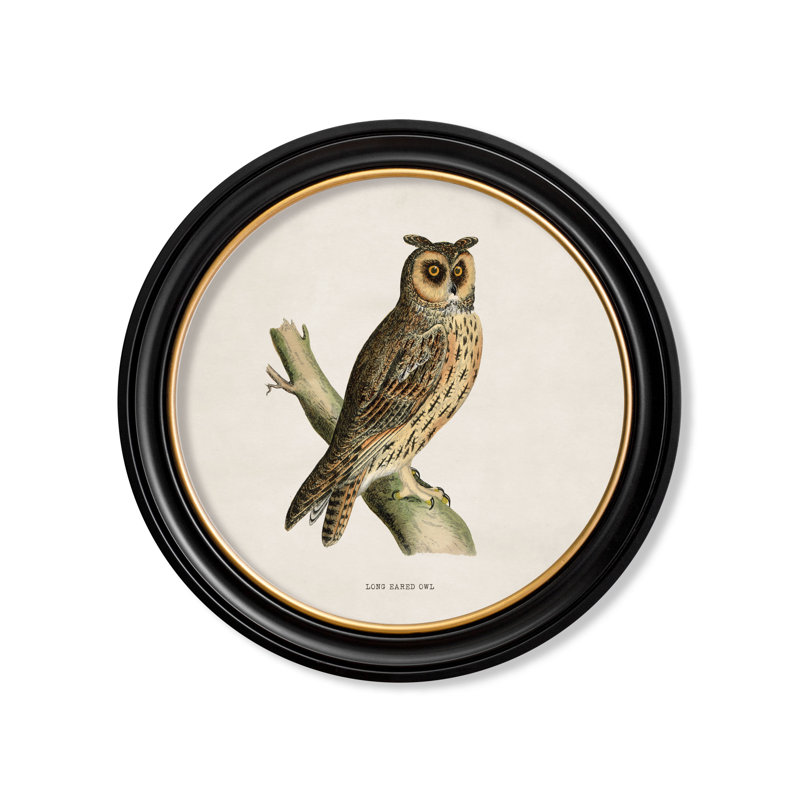 Long Earred Owl by Mid-1800s - Single Picture Frame Print on Archival Matt 230gsm Paper
