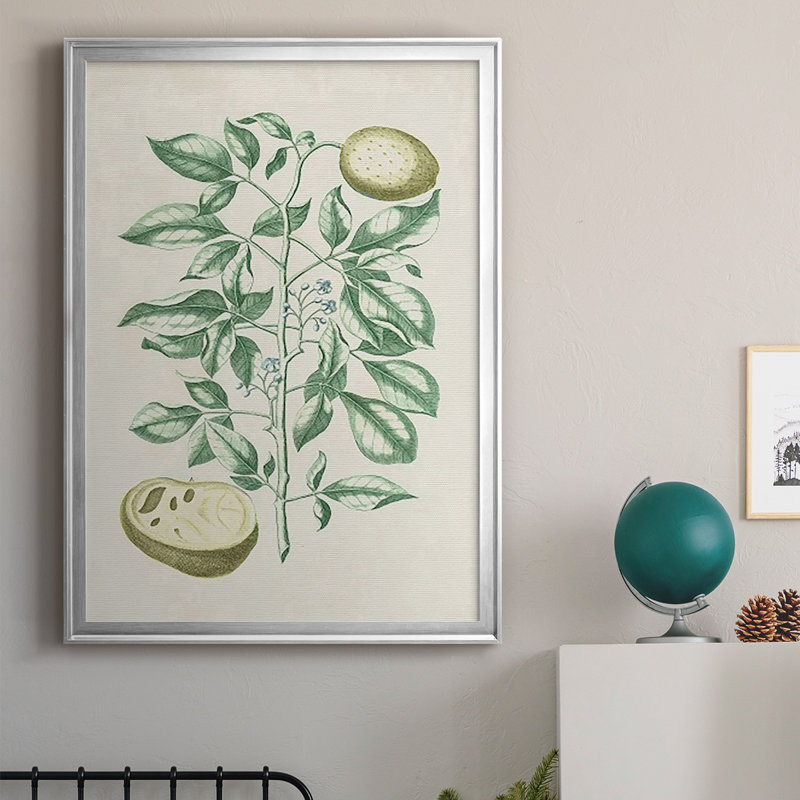 Buchoz Tropicals III, reproduction d'art encadrée, H 42,5 po x l 30,5 po x P 1 po, Argent