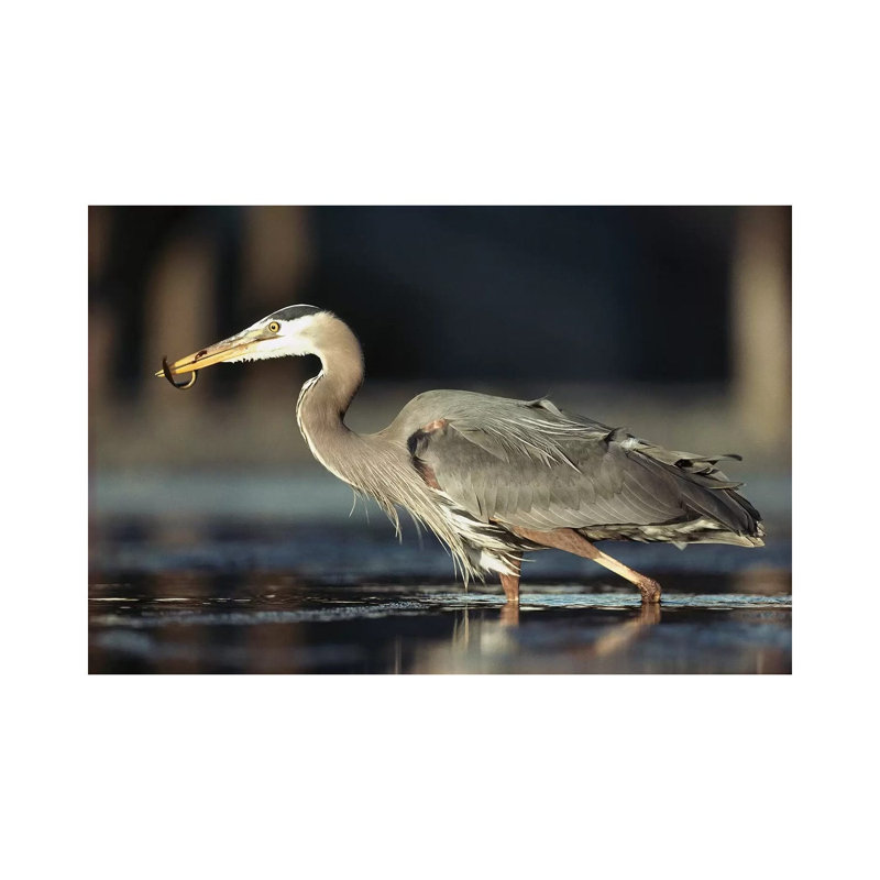 Great Blue Heron With Captured Fish, British Columbia, Canada by Tim Fitzharris - Gallery-Wrapped Canvas Giclée on Canvas