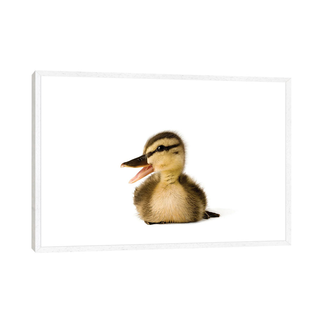 A Mallard Duckling I von Joel Sartore - Galerie-verpackte Leinwand Giclée auf Leinwand