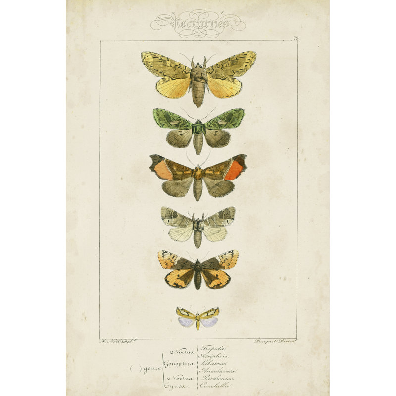 Pauquet Butterflies II - Wrapped Canvas Print, 46cm H x 30cm W x 3.8cm D