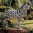 Zairen, the Zebra Garden Statue