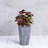 Sewickly Pot Planter-683715966-683715938