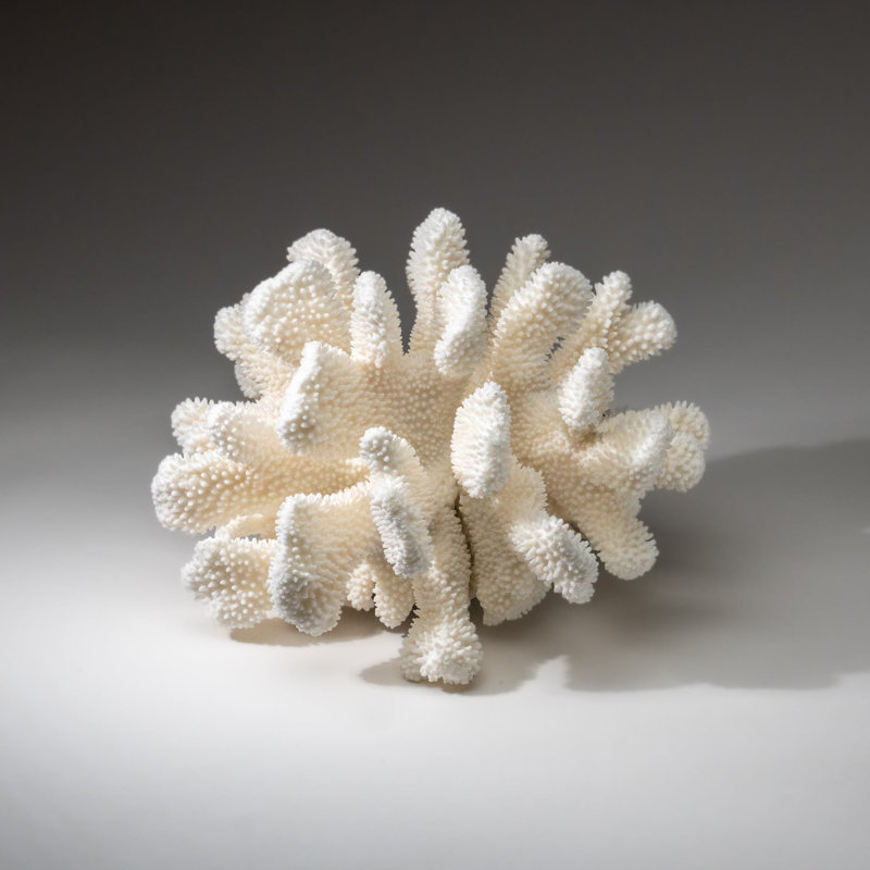 Genuine White Cat's Paw Coral (8.5 Lbs)