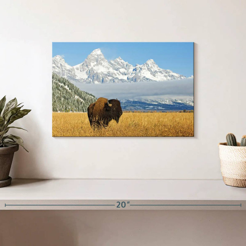 Grand Teton Bison Bull, H 8 po x l 12 po