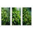 Tea Leaves Tale-944926978-944926981
