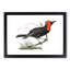 Black Tanager Bird by George Shaw - Framed Print-57844447-57844449