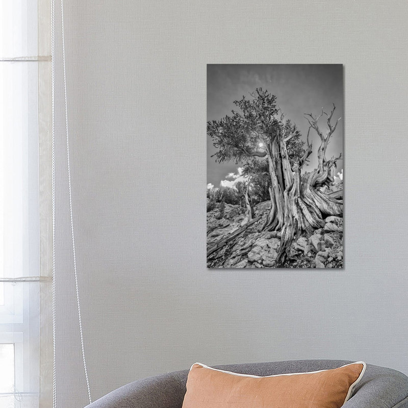 Usa, Eastern Sierra, White Mountains, Bristlecone Pines by John Ford - Wrapped Canvas Painting, 66.04 cm H x 45.72 cm W
