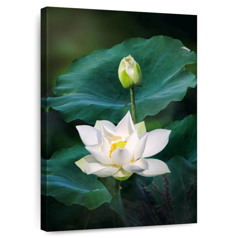 Harnek Budding White Lotuses, 39" H x 26" W