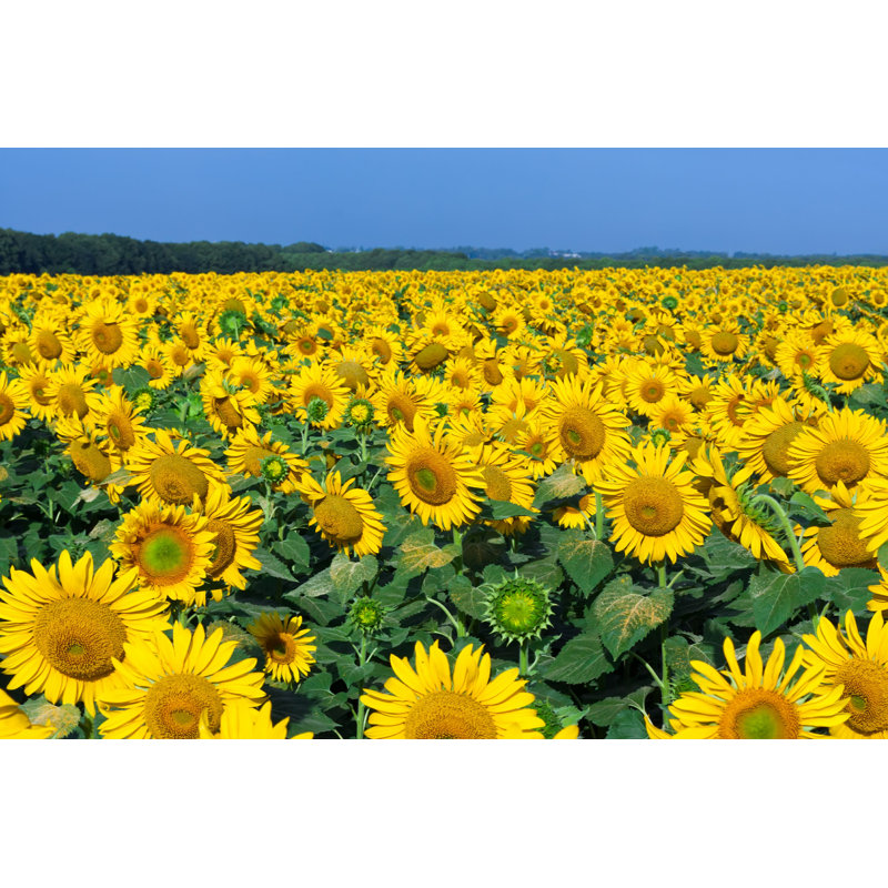 Zayn Sunflowers - Photographie sur toile tendue, H 20 po x l 30 po
