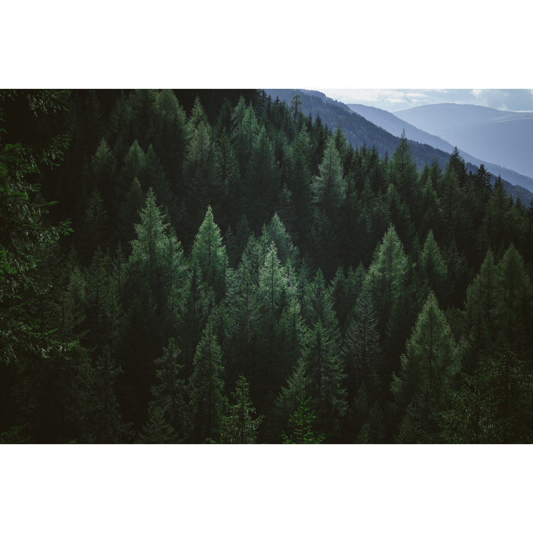 Aerial View Of Summer Green Trees von Andrey Danilovich - Leinwandbild