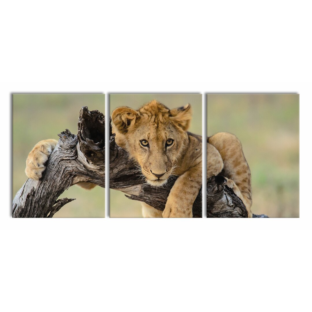 3-tlg. Leinwandbilder-Set Lion Cub in Nature