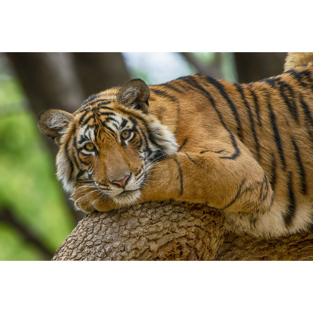 Tiger auf einem Baum von Guenterguni - Kunstdrucke auf Leinwand