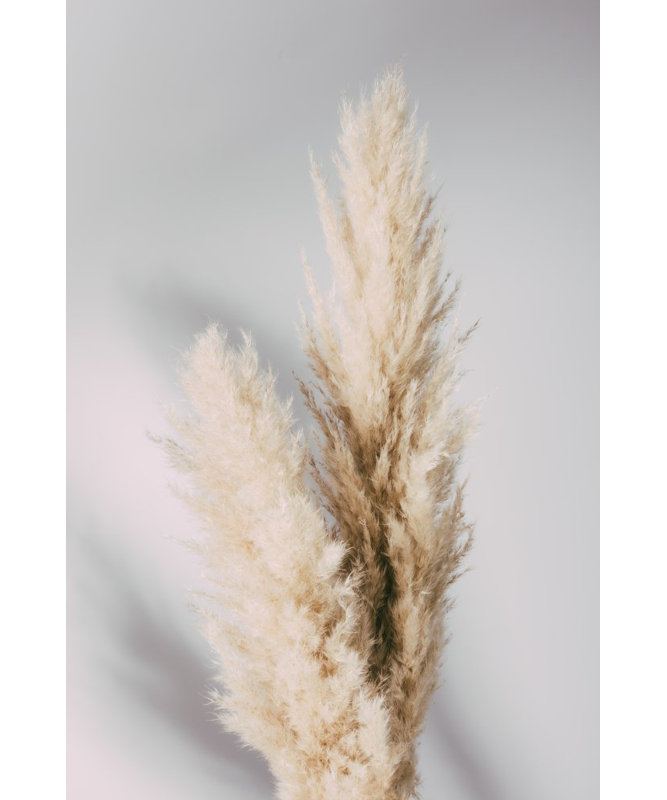 Pampas Grass, 91.44 cm H x 60.96 cm W