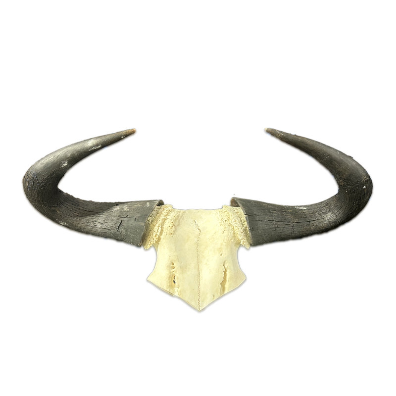 Wildebeest Skull Cap