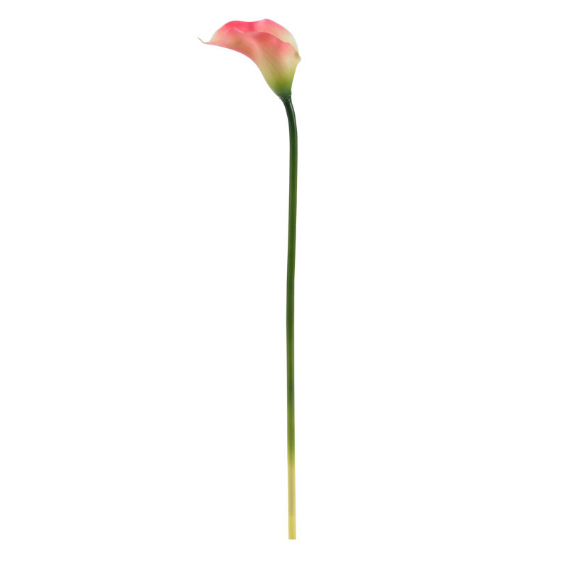 Tige Calla Lielies, Rose