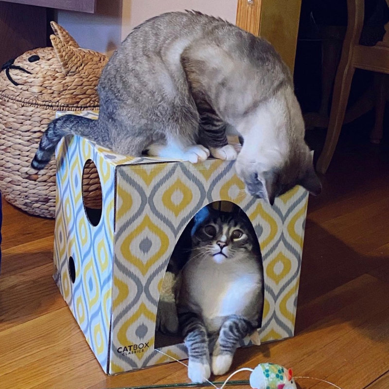 Maison pour chat en carton jaune avec grattoir remplaçable Meow