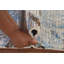 Tapis moderne abstrait à rayures All-Over 3 x 5