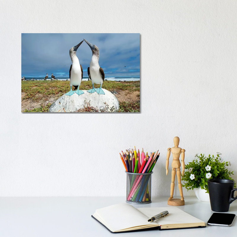 Blue-Footed Booby Pair Courting, Santa Cruz Island, Galapagos Islands, Ecuador by Tui De Roy - Wrapped Canvas Print