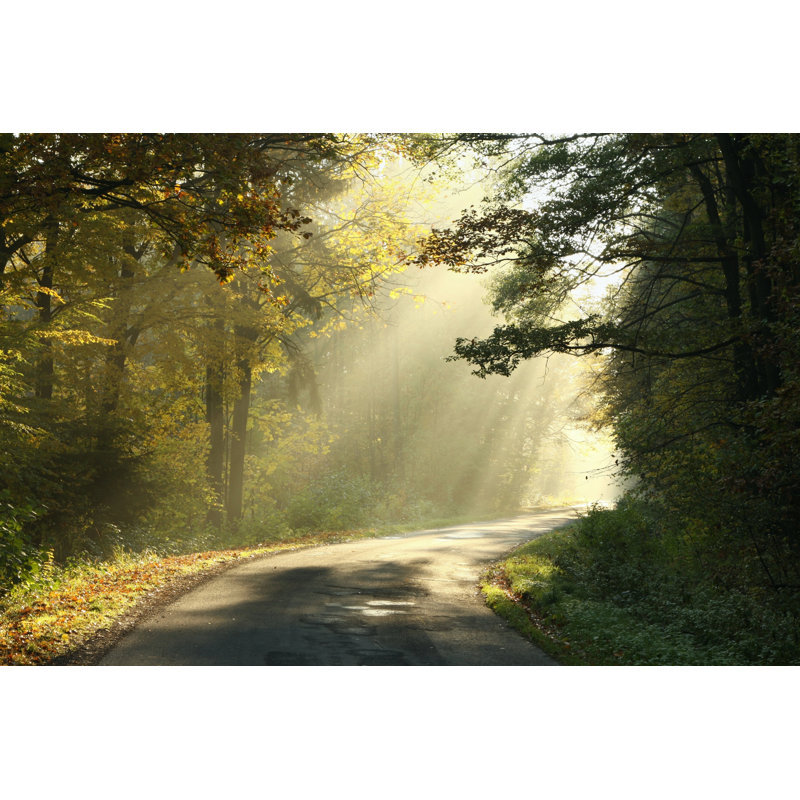 Autumn Forest by Aniszewski - Wrapped Canvas Print, 30cm H x 46cm W x 3.8cm D