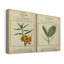 Toile tendue avec châssis Linnaean Botany III - prête à être accrochée-846328806