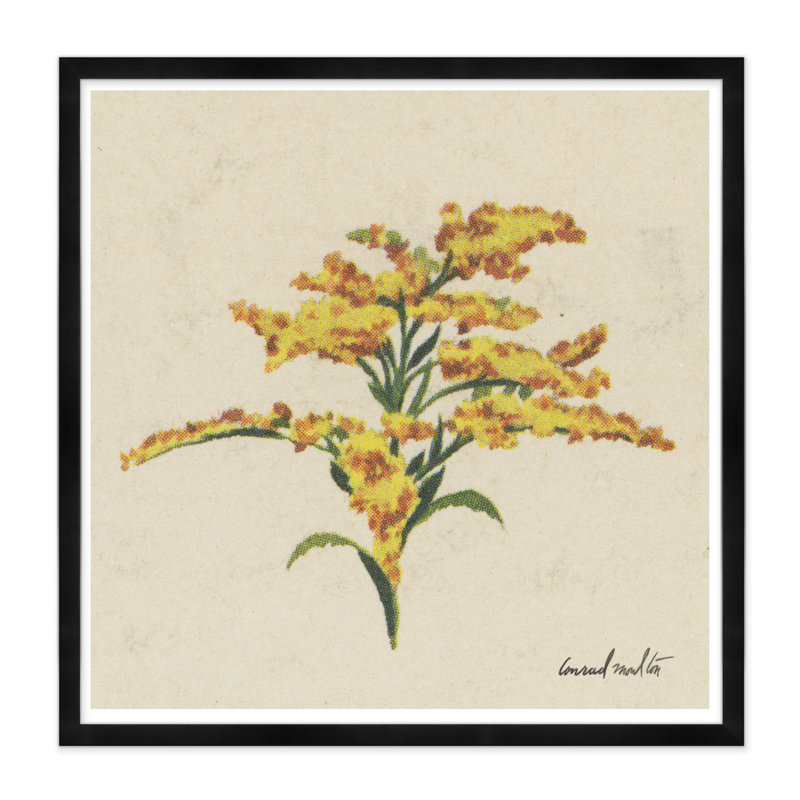 Goldenrod Print, Black