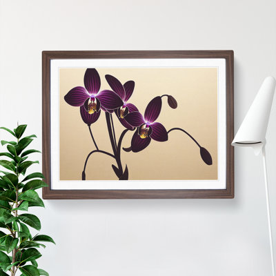 Striking Orchid Flowers - Single Picture Frame Print