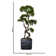 Aislin 37" Artificial Bonsai Tree in Planter