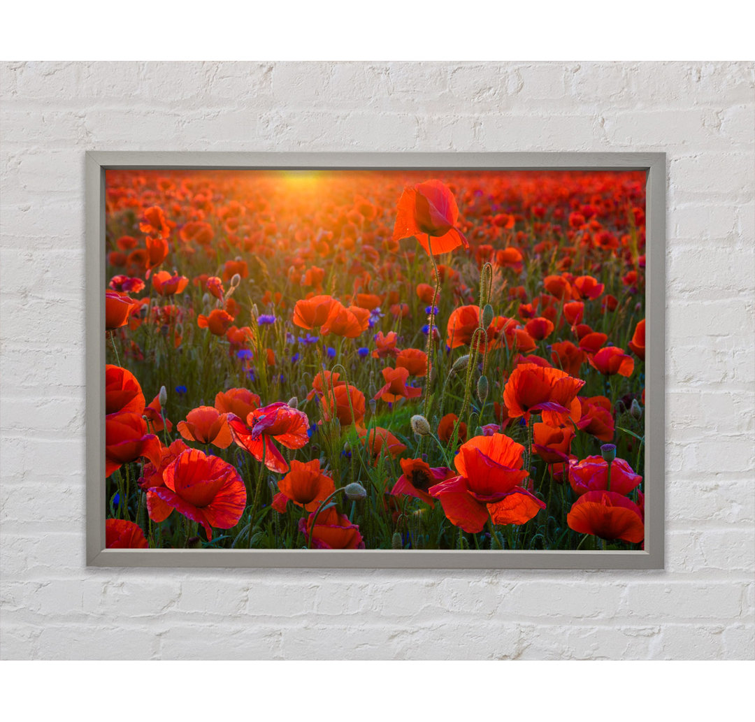 Rote Mohnblumen im Sonnenuntergang - Einzelner Bilderrahmen Kunstdrucke auf Leinwand