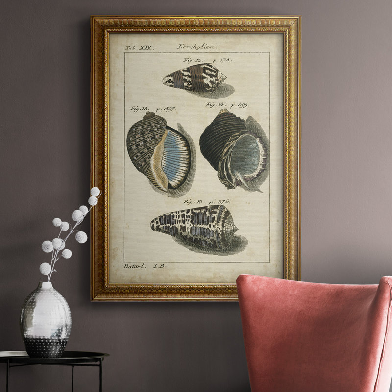 " Vintage Shell Study III ", 27" H x 18" W
