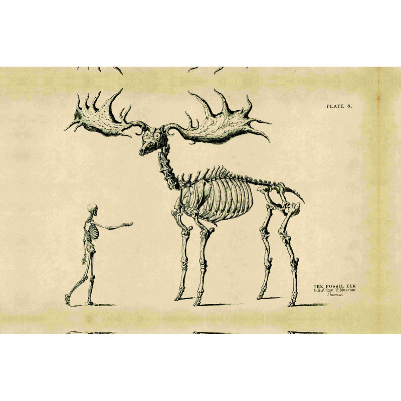 Fossil Elk Friend - peinture sur toile tendue, H 8 po x l 12 po