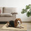 Coussin chauffant pour chat et chien (ensemble de 2)-595574031